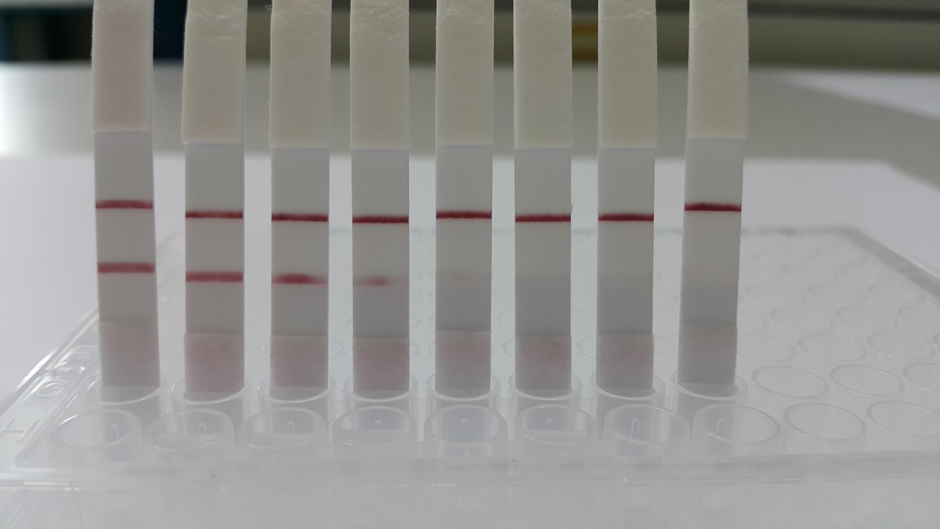 Um im Fall fäkaler Verunreinigungen in Gewässern das Problem rasch lösen zu können, muss man möglichst schnell die Ursache feststellen. Abhilfe schafft ein einfacher Streifentest. Dieser gibt mithilfe simpler DNA-Tests direkt vor Ort Auskunft über die Verunreinigungen. (© TU Wien)