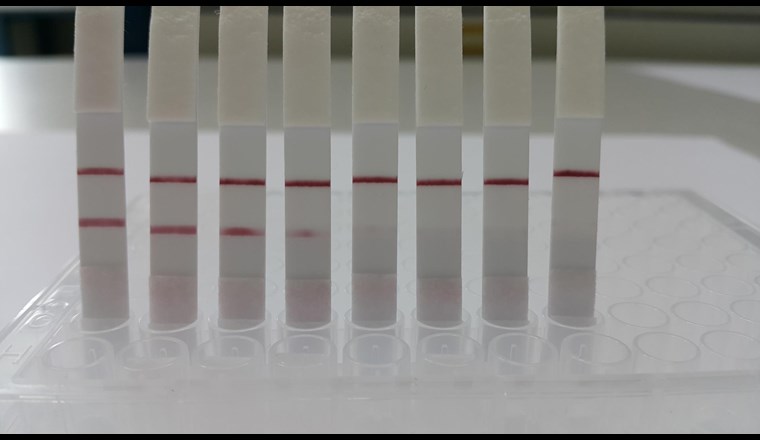 Um im Fall fäkaler Verunreinigungen in Gewässern das Problem rasch lösen zu können, muss man möglichst schnell die Ursache feststellen. Abhilfe schafft ein einfacher Streifentest. Dieser gibt mithilfe simpler DNA-Tests direkt vor Ort Auskunft über die Verunreinigungen. (© TU Wien)