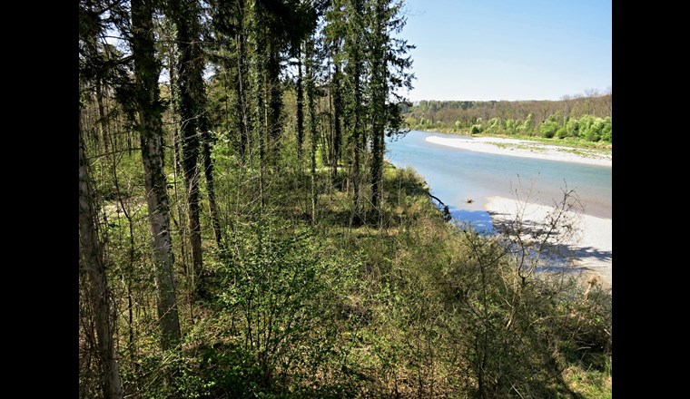 Die Revitalisierung der untersten Thur (Bild) und ökologische Aufwertungen am Rhein wurden auch möglich dank Ersatzmassnahmen im Rahmen der Neukonzessionierung des Kraftwerks Eglisau. Nun wird dieses Instrument möglicherweise beschnitten. (©wikimedia)