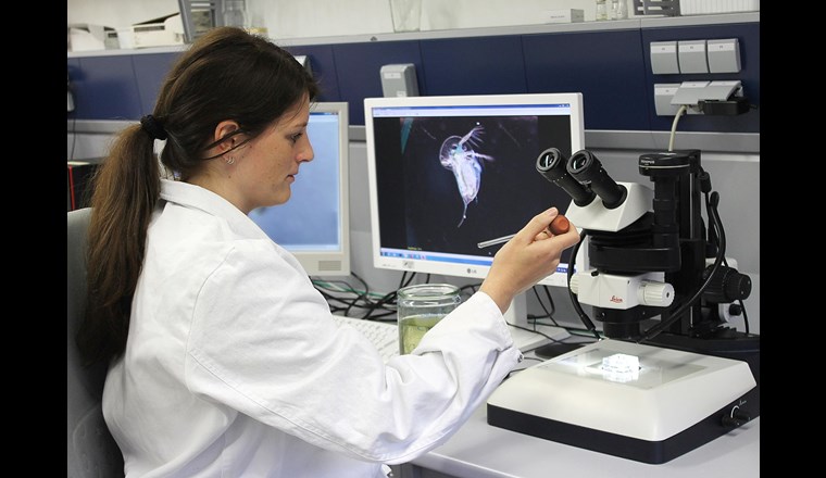 Forscherin Anja Ramsperger bei der Untersuchung von Wasserflöhen in einem Labor der Bayreuther Tierökologie. Foto: Christian Wißler.