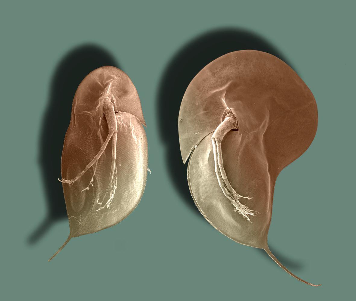 Wasserflöhe schützen sich vor Fressfeinden: Typische Körperform des Wasserflohs Daphnia longicephala: links ohne, rechts mit Verteidigungsstrukturen. Die Kopfhaube erinnert an einen Helm und reduziert deutlich das Risiko, gefressen zu werden. Plastikpartikel fangen die Botenstoffe ab, die die Ausbildung der Verteidigungsstrukturen bewirken. Foto: Christian Laforsch.