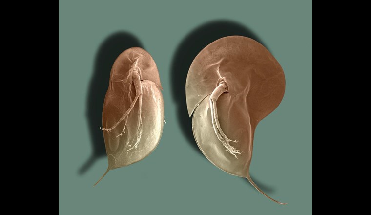 Wasserflöhe schützen sich vor Fressfeinden: Typische Körperform des Wasserflohs Daphnia longicephala: links ohne, rechts mit Verteidigungsstrukturen. Die Kopfhaube erinnert an einen Helm und reduziert deutlich das Risiko, gefressen zu werden. Plastikpartikel fangen die Botenstoffe ab, die die Ausbildung der Verteidigungsstrukturen bewirken. Foto: Christian Laforsch.