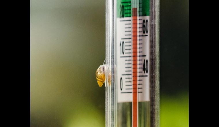 Die Präzision einer Temperaturmessung ist abhängig von zwei Typen von Messunsicherheiten. Die Typ B Unsicherheit ist durch die Gerätespezifikation definiert und beträgt für einen 10-Minuten-Mittelwert 0,005 °C. Die Typ A Unsicherheit ist abhängig von lokalen Einflussgrössen. (Bild: ©123RF.com)