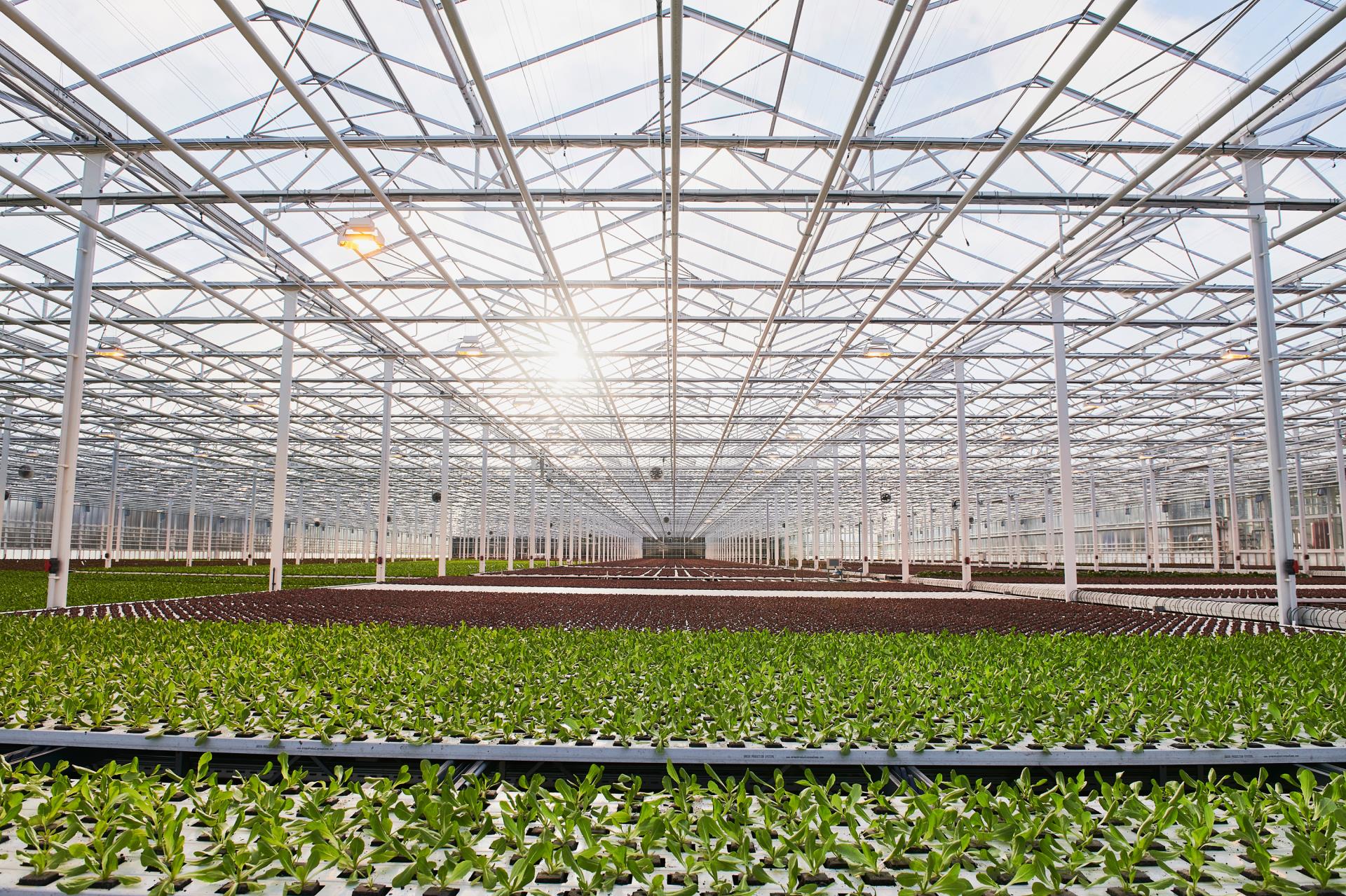 Heute werden die Gewächshäuser mehrheitlich mit Erdöl oder Erdgas beheizt. Künftig soll jeder Betrieb den für seinen Standort optimalen Mix an erneuerbaren Energieträgern einsetzen.