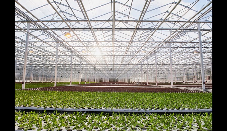 Heute werden die Gewächshäuser mehrheitlich mit Erdöl oder Erdgas beheizt. Künftig soll jeder Betrieb den für seinen Standort optimalen Mix an erneuerbaren Energieträgern einsetzen.