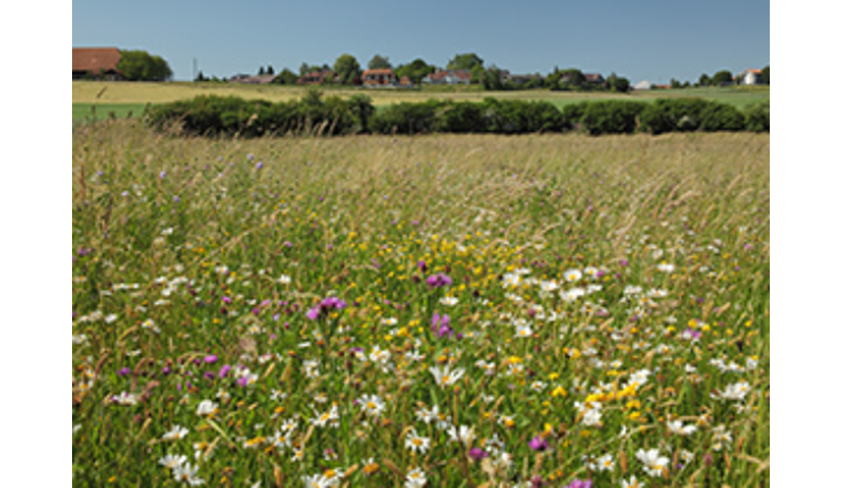 im Rahmen des Aktionsplans Biodiversität des Bundes arbeite das Bundesamt für Umwelt (Bafu) mit mehreren Massnahmen daran, die Artenvielfalt im Inland zu fördern. (Foto: Bafu)