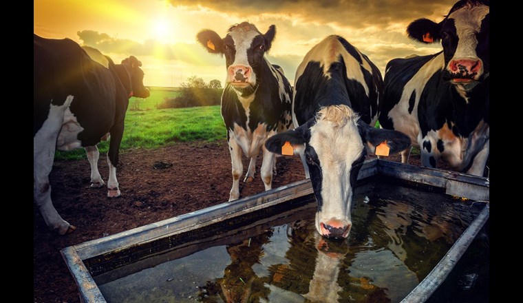 Eine Kuh trinkt im Sommer bis zu 100 Liter Wasser pro Tag. (Foto: Paul Grecaud/123rfcom)