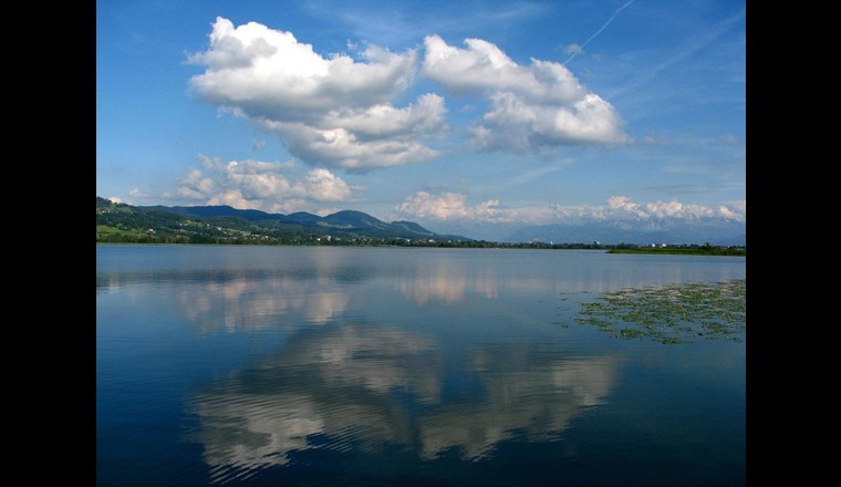 Am Pfäffikersee wurde das dreijährige Pilotprojekt zur Freihaltung von «Neobiota» erfolgreich abgeschlossen und ausgewertet. (Foto: Wikipedia)