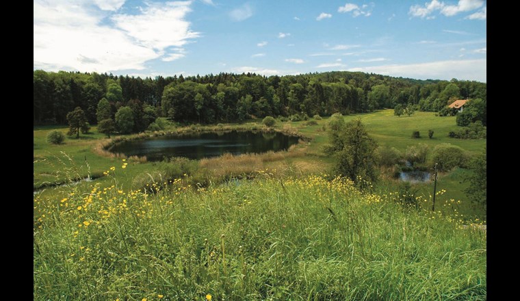 Der Seeweidsee befindet sich in einem Naturschutzgebiet und ist ein wertvoller Lebensraum für viele Pflanzen und Tiere. (© Awel)