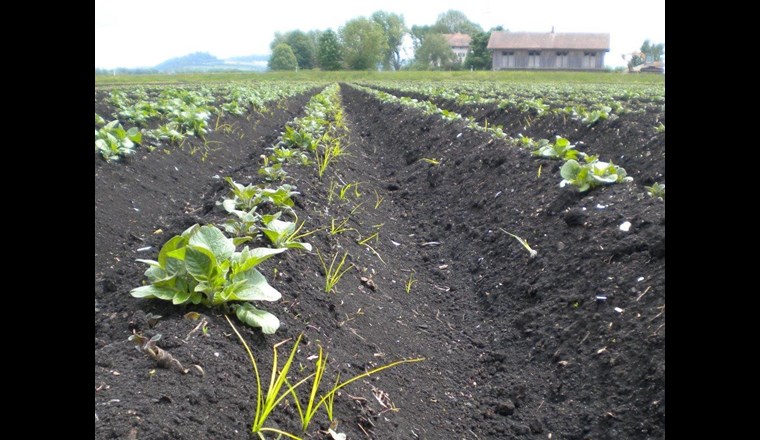 Beim Berner Pfllanzenschutzprojekt machen über 3400 Bauernbetriebe mit. (Foto: Kanton Bern)