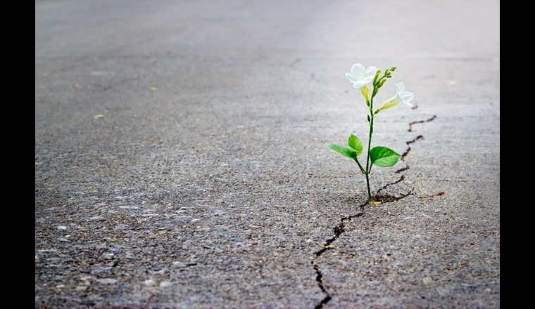 Ein Keim von Hoffnung?
Pop Nukoonrat /123rf.com