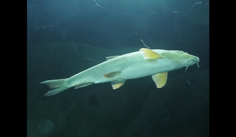 Schauplatz am Rande der Jahresversammlung in Lausanne war das Aquarium und Vivarium Aquatis.