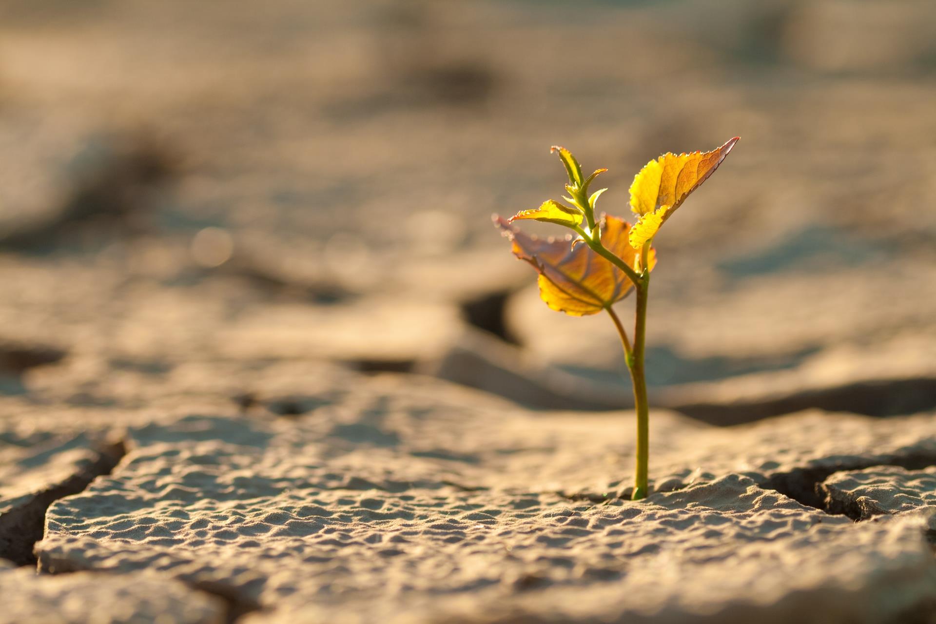 In Hitzesommern, wie zum Beispiel demjenigen von 2018, klagt man in der Land- und Forstwirtschaft vor allem über ausgetrocknete Böden. (Foto: Oleksandr Petrunovskyi/123rf.com)