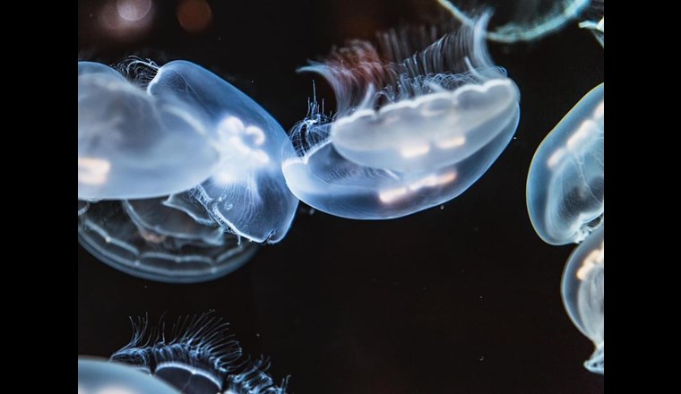 Mit Quallen verbinden Urlauber oft getrübte Badefreuden. Wissenschaftler aber sehen Chancen, Quallen auch als Biofilter für Mikroplastik einzusetzen. (Foto: Pixabay.com)