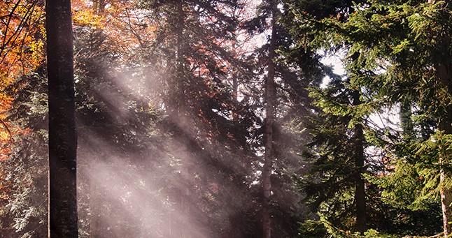 Im Gegensatz zum vergangenen Jahr sind die Wälder von der Wasserversorgung her derzeit noch gut dran. Der Grundwasserspiegel ist in diesem Jahr höher und die Bäume können so die Trockenheit überbrücken.  (Foto: WSL)
