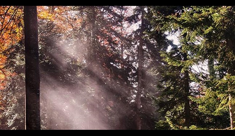 Im Gegensatz zum vergangenen Jahr sind die Wälder von der Wasserversorgung her derzeit noch gut dran. Der Grundwasserspiegel ist in diesem Jahr höher und die Bäume können so die Trockenheit überbrücken.  (Foto: WSL)