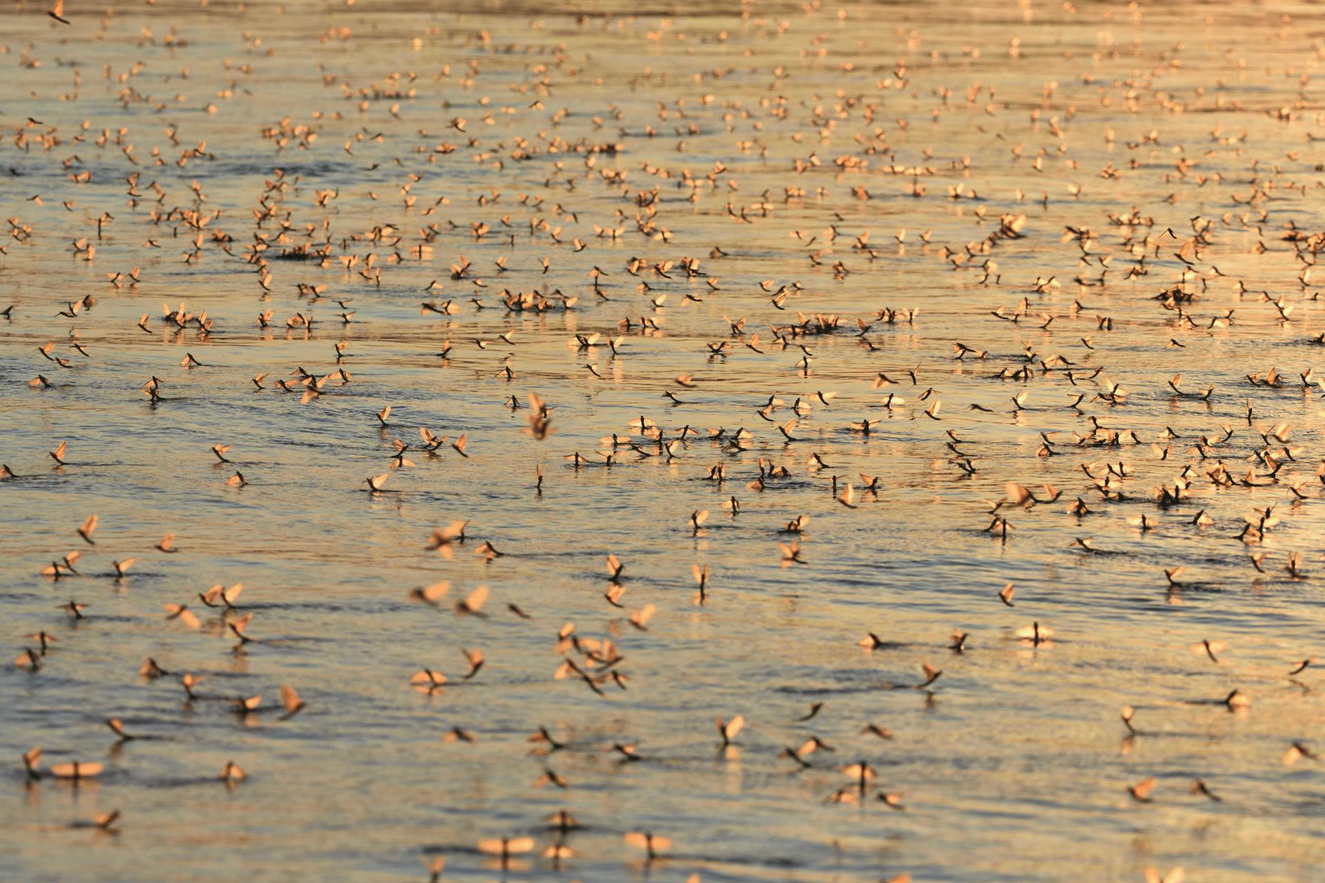Sowohl Einträge von Insektiziden wie auch eine Verschlechterung der Ökomorphologie beeinträchtigen die Gewässerfauna in der Schweiz. Dies zeigen die ersten Trends aus dem Biodivcersitätsmonitoring Schweiz (BDM). (Bild: 123RF.com)