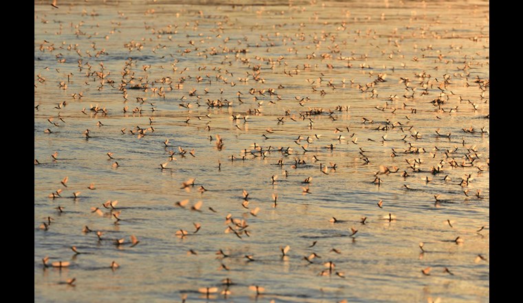 Sowohl Einträge von Insektiziden wie auch eine Verschlechterung der Ökomorphologie beeinträchtigen die Gewässerfauna in der Schweiz. Dies zeigen die ersten Trends aus dem Biodivcersitätsmonitoring Schweiz (BDM). (Bild: 123RF.com)