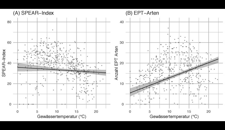 Zusammenhang zwischen Gewässertemperatur und den zwei Kenngrössen der Gewässerfauna:
(A) SPEAR-Index und (B) EPT-Artenzahl. Die Punkte geben die tatsächlich gemessenen Werte der 492 Probenahmestellen an. Die Linie gibt den linearen Zusammenhang zwischen Gewässertemperatur und den Kenngrössen für die Gewässerfauna an, wobei auch die Unterschiede in der Insektizidanwendungsrate und der Ökomorphologie zwischen den Probenahmestellen berücksichtigt wurden. Die grauen Bereiche geben das 95%-Kompatibilitätsintervall des linearen Trends an.