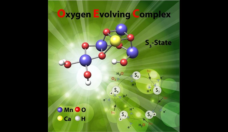 Die Studie zeigt, wie der Komplex aktiviert wird und die kontrollierte Aufnahme von Wasser aus der Umgebung des Proteins abläuft.
