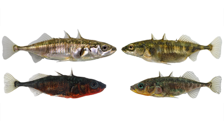See- (links) und Bach-Ökotypen im Bodensee des Dreistachligen Stichlings unterscheiden sich in vielen phänotypischen Merkmalen, etwa in der Körpergrösse, Ernährungsmorphologie, Färbung der Weibchen (oben) und Brutfärbung der Männchen (unten). (Fotos: David Marques)