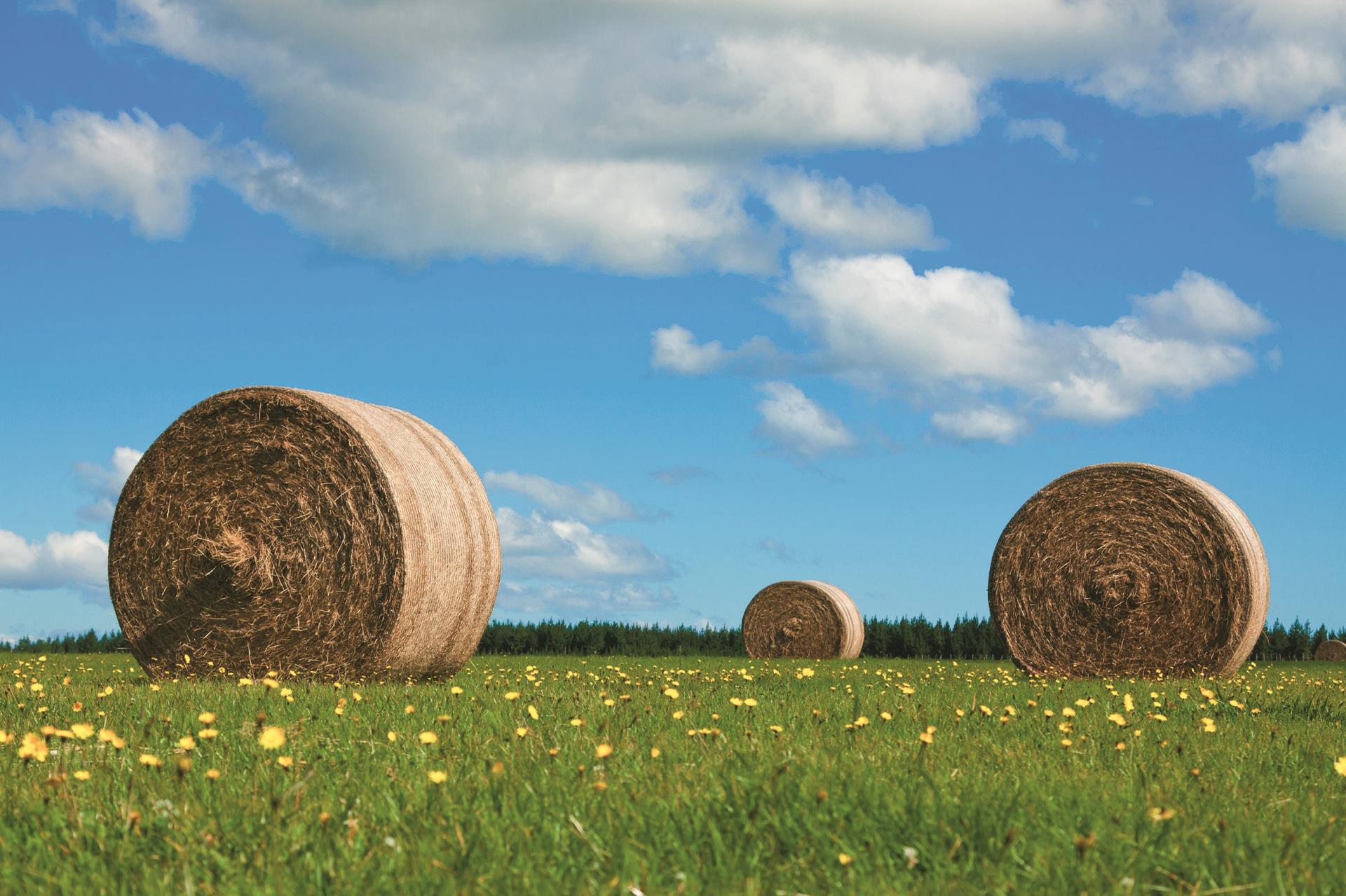 Langfristige Chancen mit einer rauhfaserbasierten Milch- und Fleischproduktion – kurzfristige Schritte zur Bewältigung der Umweltprobleme der Landwirtschaft  (Bild: ©123RF.com)