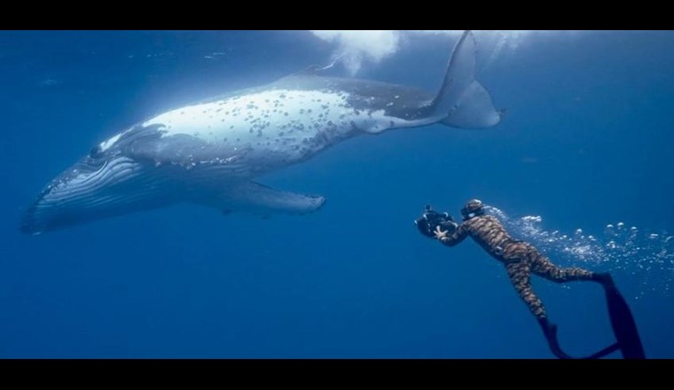 ... und aus «Watson», einer amerikanisch-österreichischen Dokumentation über die Weltmeere und ihre bedrohte Artenvielfalt. (Fotos: ZFF)