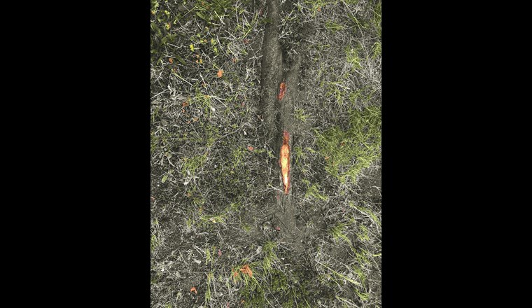 Oberflächennahe Wurzelentwicklung mit mechanischen Schäden durch Pflegedurchgänge