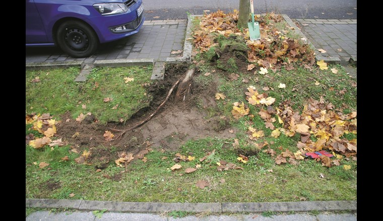 Charakteristische Wurzelentwicklung bei seitlich 
angepflanzten Bäumen (Ahorn)