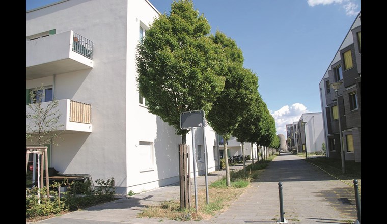 Gestaltungsbeispiel im öffentlichen Raum: gleichmässige Kronenentwicklung bei Hainbuche