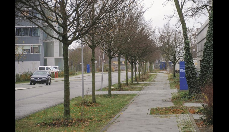 Gestaltungsbeispiel im öffentlichen Raum: kleinkronige Bäume mit ausreichend dimensionierten Mulden