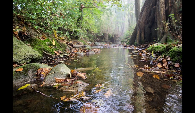 Nachweis von Pyrethroid- und Organophosphat-insektiziden in Schweizer Bächen im Picogramm-pro-Liter-Bereich