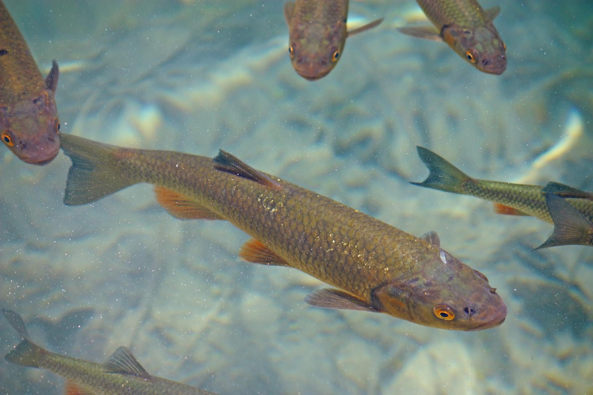Eine Literaturstudie ermittelt Risiken von Pflanzenschutzmittel und priorisiert die relevantesten Stoffe. (Bild: ©123RF.com)