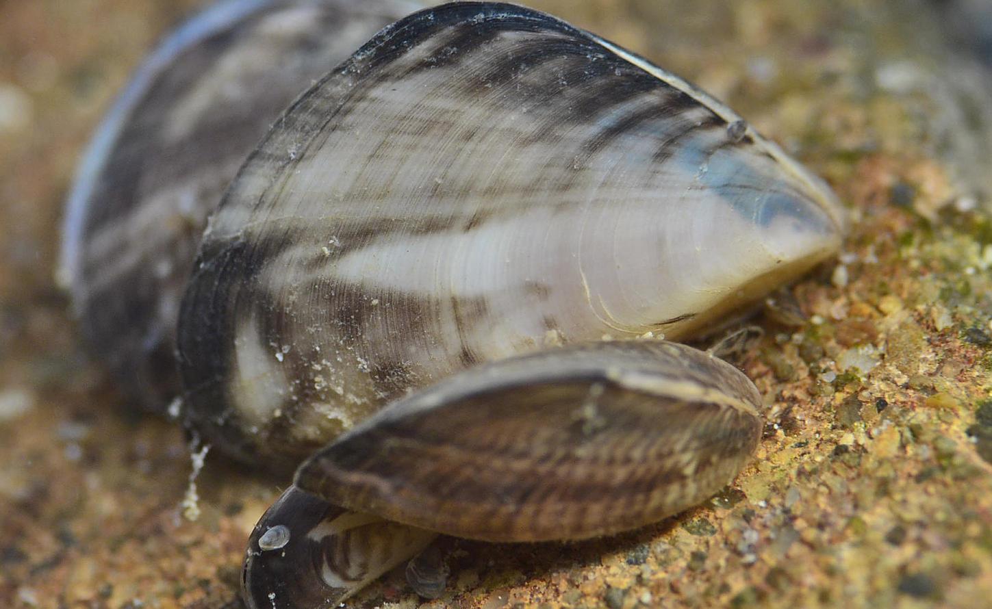 Die Quagga-Muschel wird im Bodensee allmählich zur Plage. (Foto: Hydra-Institut Konstanz)