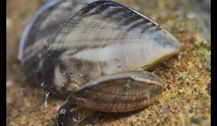 Die Quagga-Muschel wird im Bodensee allmählich zur Plage. (Foto: Hydra-Institut Konstanz)
