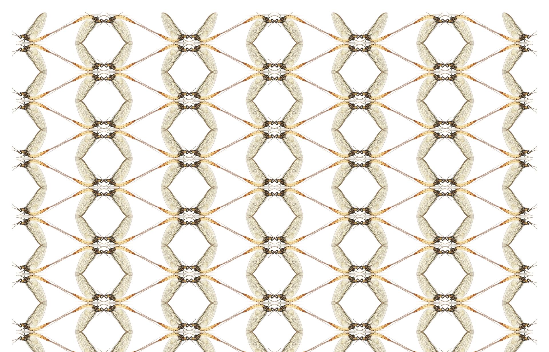 Methoden-Update des Moduls «Makrozoobenthos Stufe F» im Modul-Stufen-Konzept (Bild: ©123RF.com)