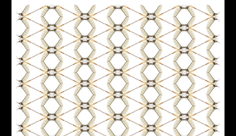 Methoden-Update des Moduls «Makrozoobenthos Stufe F» im Modul-Stufen-Konzept (Bild: ©123RF.com)