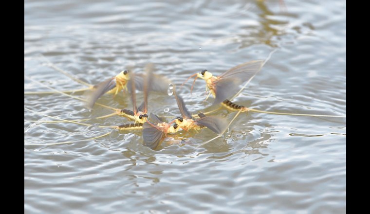 Erkenntnisse über anthropogene Einflüsse und Monitoring-Design (Bild: ©123RF.com)