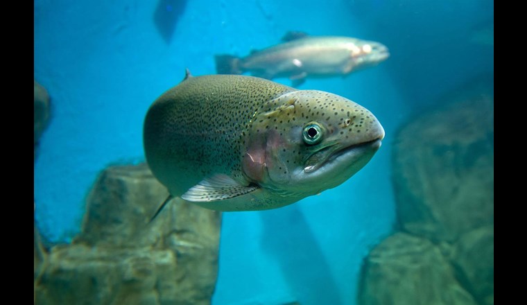 Regenbogenforelle, (c)  Konstantin Pukhov /123rf.com