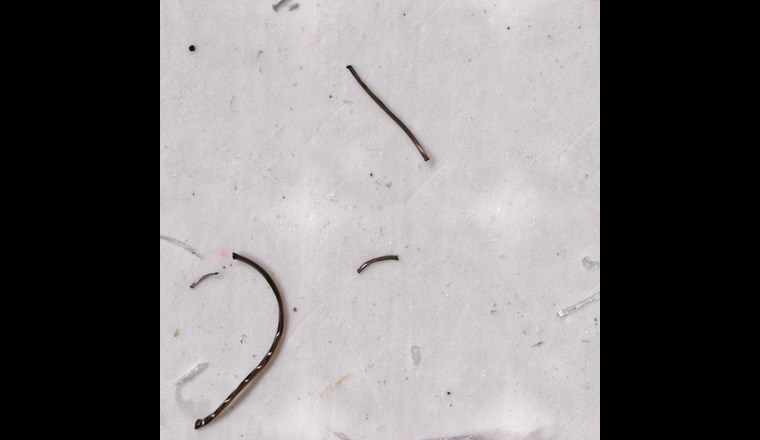 Verteilung der Mikroplastik-Fasern und -Partikel der zehnten  Haupt­wäsche von Fleece-Wäsche.