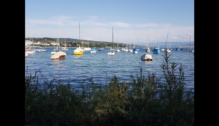 Die Wasserqualität des Sees hängt von verschiedenen Zuflüssen ab (Foto: SVGW/mü.)