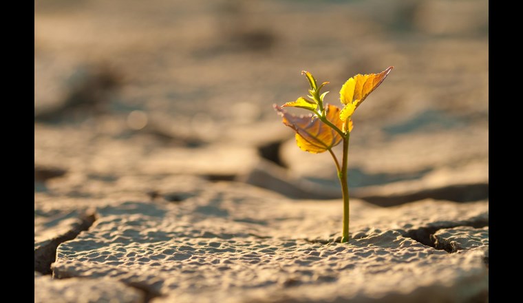 Hohe Temperaturen tagsüber und die an einigen Tagen und im Norden kräftige Bise haben das Ihre getan, die Böden in der Schweiz auszutrocknen. (Symbolbild: 123rf.com)