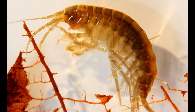 Der Gemeine Flohkrebs, Gammarus pulex, wandelt Diclofenac in den akut toxischer wirkenden Diclofenac-Methyl-Ester um (Foto: Eawag).