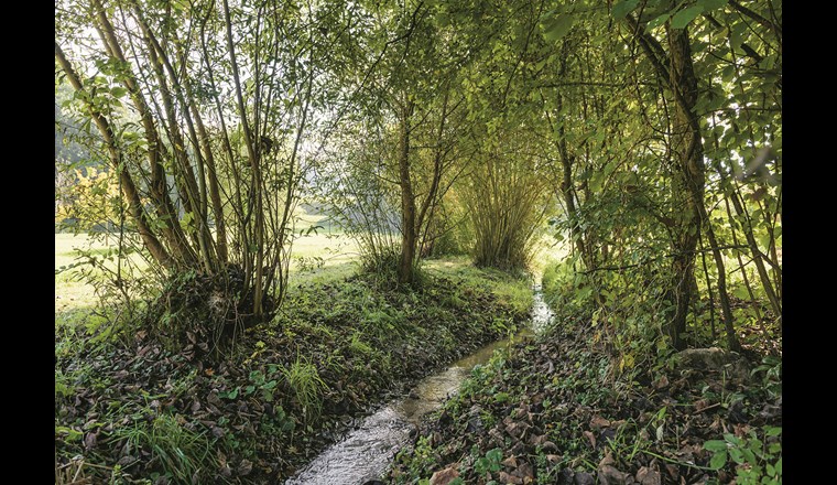 Die Festlegung des Gewässerraums und gewünschte Ausnahmen von den minimalen Anforderungen bilden Gegenstand von politischen Vorstössen und Gerichtsfällen. Im Bild: Der renaturierte Grafenriedbach bei Köniz BE. (Foto: Markus Forte/Ex-Press/BAFU