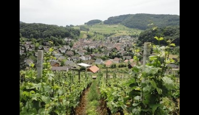 Die Baselbieter Gemeinde Buus hat viele landwirtschaftlich genutzte Flächen für den Reb-, Obst und Getreideanbau (Foto: Gemeinde Buus)