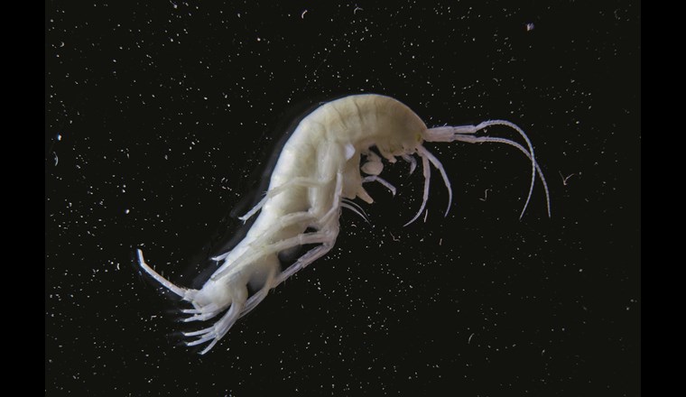 Reiche Grundwasserfauna - Pilotstudie fördert Artenvielfalt zutage.