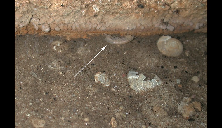 Ein Flohkrebs (Niphargus rhenorhodanensis; Pfeil) in einer alten Brunnenstube bei Binningen. (Foto: D. Küry)
