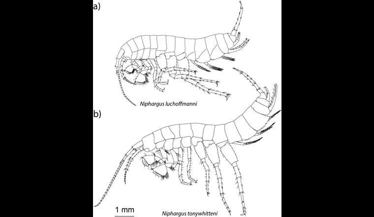 Zwei Niphargus-Arten aus der Schweiz, die 2018 entdeckt wurden (modifiziert nach [18]).