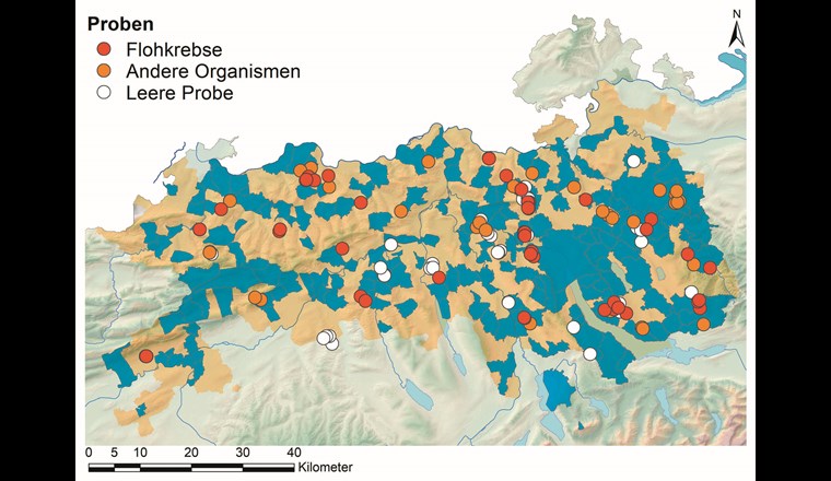 Die brieflich oder telefonisch kontaktierten Gemeinden (blau, 191 Gemeinden) in den vier Kantonen AG, BL, SO und ZH. Die weite Verbreitung von Grundwasserorganismen (orange Punkte), insbesondere der Flohkrebse (rote Punkte), ist deutlich erkennbar. Stellen ohne jeglichen Fund sind hingegen eher die Ausnahme (weisse Punkte).
(Quelle: swisstopo [2020], TLM, swissboundaries, DEM25, Bundesamt für Landestopografie [Art.30 Geo IV]: 5704 000 000, reproduziert mit Bewilligung von swisstopo [JA100119])