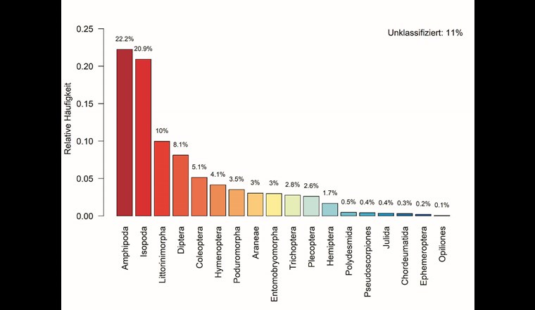 Die relative Häufigkeit der gefundenen Organismenordnungen. Flohkrebse (Amphipoda), Asseln (Isopoda) und Schnecken (Littorinimorpha) gehören demnach zu den häufigsten Bewohnern des Grundwassers im Schweizer Mittelland.